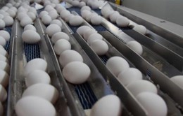 Làn sóng trứng “bẩn” lan rộng sang Hàn Quốc