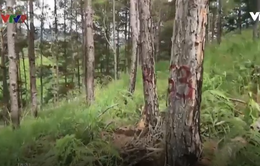 151 cây thông rừng Đà Lạt bị “ám sát” bằng thuốc diệt cỏ