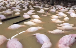 Trại lợn 4.000 con bị xóa sổ sau ngập lụt