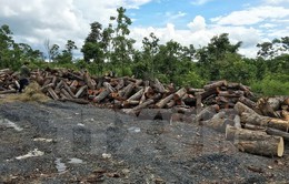 Đắk Nông khởi tối nguyên Giám đốc công ty lâm nghiệp để mất 75ha rừng