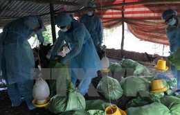 Xuất hiện ổ dịch cúm gia cầm A/H5N1 tại Cần Thơ