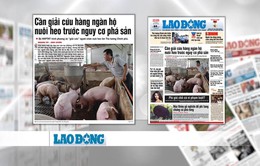 Ngành chăn nuôi lợn "thoi thóp": Nguyên nhân và giải pháp