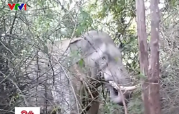 Đồng Nai thành lập đội phản ứng nhanh ứng phó voi rừng
