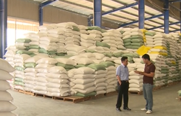 Bãi bỏ quy hoạch thương nhân kinh doanh xuất khẩu gạo