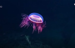 Chiêm ngưỡng loài sứa phát quang rực rỡ