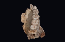 Phát hiện hóa thạch người hiện đại lâu đời nhất