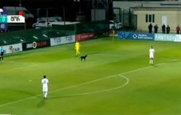 Chú chó gây gián đoạn trong một trận đấu bóng đá tại Gruzia