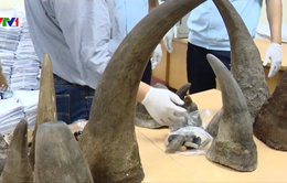 Hải quan Nội Bài bắt giữ hơn 50kg sừng động vật nghi là sừng tê giác