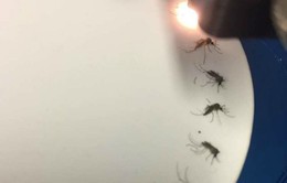 Thiết bị phát hiện muỗi nhiễm virus Zika
