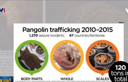Đề xuất buôn bán động vật hoang dã nên được coi là tội phạm quốc tế