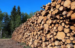 Quy định của Liên minh châu Âu về khai thác và kinh doanh gỗ