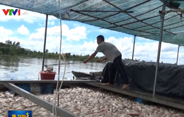 Hơn 160 tấn cá bè chết bất thường ở Tiền Giang