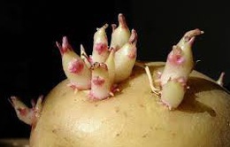 Nguy cơ ngộ độc thực phẩm từ khoai tây mọc mầm