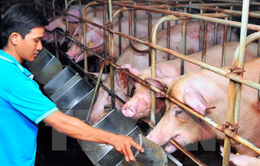 Sau 2 tuần người nuôi mất gần 10 triệu/tấn lợn hơi