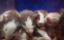 Giảm tỉ lệ sinh sản của chuột nhờ… nước mắt chuột con