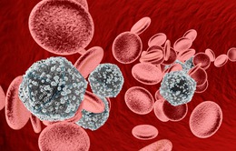 Virus trong máu có thể gây các bệnh về tiêu hóa