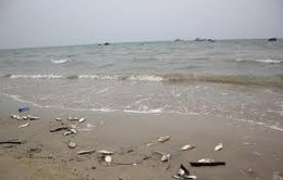 Vụ cá chết dọc biển Đà Nẵng: Các thông số nước biển trong ngưỡng an toàn