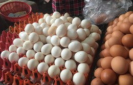 Giá trứng gia cầm tăng cao, người chăn nuôi phấn khởi