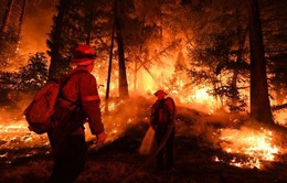 Điều tra về cháy rừng ở California, Mỹ