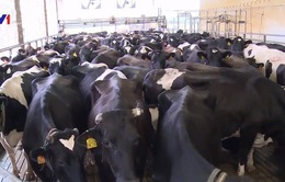 Chu trình nuôi bò sữa tiên tiến ở Mỹ