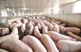 Giá lợn hơi tăng bất thường: Cần cẩn trọng với cơn sốt ảo