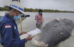 Chưa tìm ra nguyên nhân cá voi chết tại Indonesia