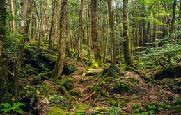 Chính phủ ban hành nhiều chính sách mới đầu tư bảo vệ rừng nhà nước