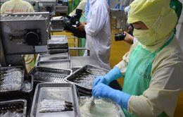 Cà Mau dẫn đầu cả nước về kim ngạch xuất khẩu tôm