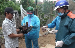 Phú Yên: Nỗ lực tiêm phòng bao vây ổ dịch cúm gia cầm