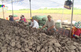 Vĩnh Long: Hơn 4.000 hecta khoai lang không đầu ra