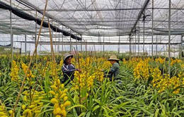 Đà Lạt trồng 1.500ha hoa phục vụ dịp Tết