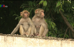 Nhân viên văn phòng Chính phủ Ấn Độ được khuyến cáo về mối đe dọa từ khỉ