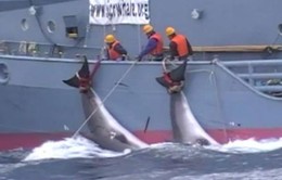 Nhật Bản sẽ rút khỏi Ủy ban Đánh bắt Cá voi quốc tế (IWC)