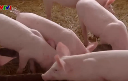 Kêu gọi DN đầu tư xây dựng chuỗi giá trị thịt lợn