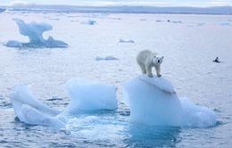 Băng tan khiến mỗi giây có tới 14.000 tấn nước Bắc Cực đổ ra biển