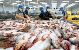 Năm 2018, dự báo kim ngạch xuất khẩu cá tra đạt 2,3 tỷ USD