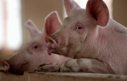 Dịch tả lợn châu Phi bùng phát ở miền Nam Trung Quốc