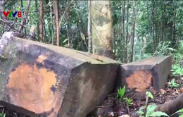 Nạn phá rừng bùng phát nghiêm trọng tại Kon Tum