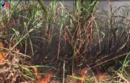 Quảng Ngãi: Mía cháy gây thiệt hại hàng trăm triệu, nông dân điêu đứng