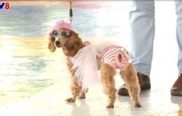 Cuộc thi "cún biểu diễn thời trang" tại Nha Trang