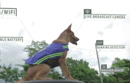 Thái Lan: Biến chó hoang thành vệ binh thành phố