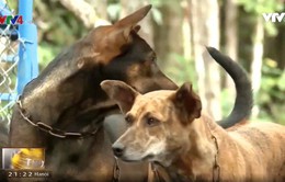 Những chú chó đặc biệt trên đảo Ngọc Phú Quốc
