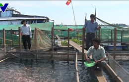 Quảng Nam tăng cường kiểm soát nuôi cá lồng bè