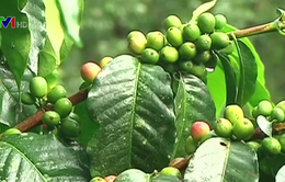 Dự báo sản lượng cà phê Colombia giảm