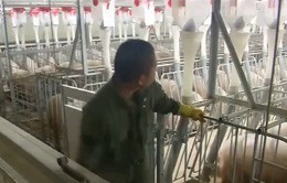 Nhà máy thịt lợn – mô hình chăn nuôi kiểu mới tại Trung Quốc
