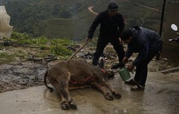 Nhiều gia súc chết rét tại Lai Châu