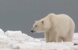 Biến đổi khí hậu đe dọa làm tuyệt chủng loài gấu Bắc Cực