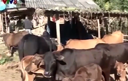 Nghệ An: Giá rét khiến trâu bò chết nhiều tại huyện Kỳ Sơn