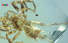 Phát hiện loài nhện có đuôi cách đây 100 triệu năm