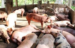 Lâm Đồng: Người dân yêu cầu khắc phục ô nhiễm tại trại chăn nuôi như đã cam kết